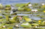 Zwarte Stern (Chlidonias niger)