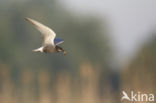 Black Tern (Chlidonias niger)