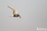 Black Tern (Chlidonias niger)