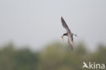 Black Tern (Chlidonias niger)