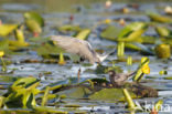 Black Tern (Chlidonias niger)