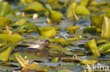 Zwarte Stern (Chlidonias niger)