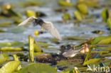 Zwarte Stern (Chlidonias niger)