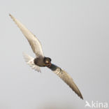 Black Tern (Chlidonias niger)