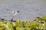 Zwarte Stern (Chlidonias niger)