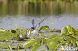 Zwarte Stern (Chlidonias niger)