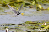 Zwarte Stern (Chlidonias niger)