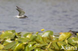 Black Tern (Chlidonias niger)