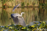 Zwarte Stern (Chlidonias niger)