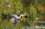 Black Tern (Chlidonias niger)