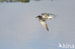 Black Tern (Chlidonias niger)