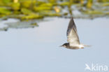 Black Tern (Chlidonias niger)