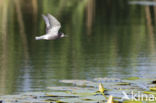 Zwarte Stern (Chlidonias niger)