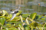 Zwarte Stern (Chlidonias niger)