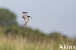 Black Tern (Chlidonias niger)