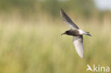 Black Tern (Chlidonias niger)