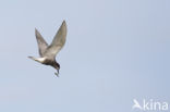 Black Tern (Chlidonias niger)