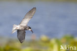 Black Tern (Chlidonias niger)