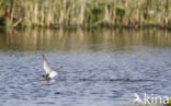 Zwarte Stern (Chlidonias niger)