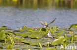 Zwarte Stern (Chlidonias niger)