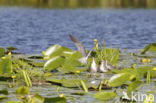 Zwarte Stern (Chlidonias niger)