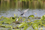 Zwarte Stern (Chlidonias niger)