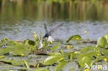 Zwarte Stern (Chlidonias niger)