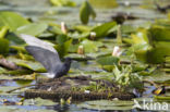 Zwarte Stern (Chlidonias niger)