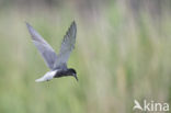 Black Tern (Chlidonias niger)