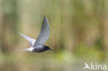 Black Tern (Chlidonias niger)