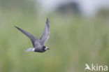 Black Tern (Chlidonias niger)