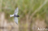 Black Tern (Chlidonias niger)