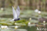 Zwarte Stern (Chlidonias niger)