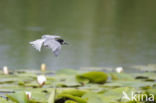 Zwarte Stern (Chlidonias niger)