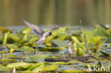 Zwarte Stern (Chlidonias niger)