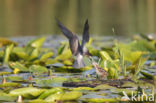 Zwarte Stern (Chlidonias niger)