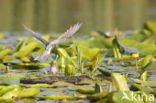 Zwarte Stern (Chlidonias niger)