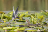 Zwarte Stern (Chlidonias niger)