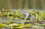 Zwarte Stern (Chlidonias niger)