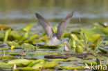 Zwarte Stern (Chlidonias niger)