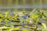 Zwarte Stern (Chlidonias niger)