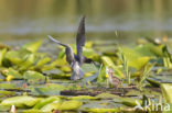 Zwarte Stern (Chlidonias niger)