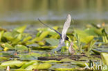 Zwarte Stern (Chlidonias niger)