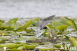 Zwarte Stern (Chlidonias niger)