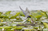 Zwarte Stern (Chlidonias niger)