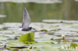 Zwarte Stern (Chlidonias niger)