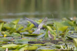 Zwarte Stern (Chlidonias niger)