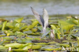 Zwarte Stern (Chlidonias niger)