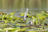 Zwarte Stern (Chlidonias niger)