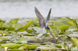 Zwarte Stern (Chlidonias niger)